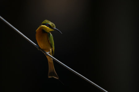 Little bee-eater on diagonal wire staring downの写真素材