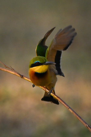 Little bee-eater raising wings to take offの写真素材