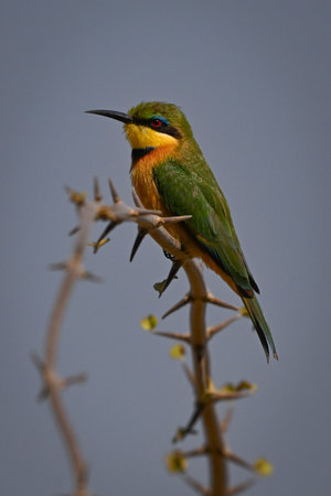 Little bee-eater on thorn branch in profileの写真素材