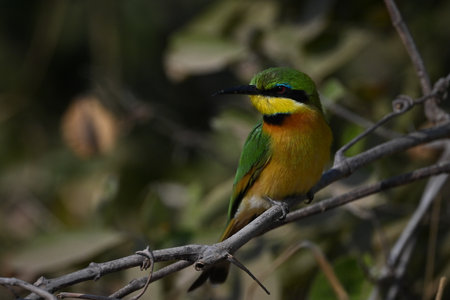Little bee-eater turning head on leafy branchの写真素材