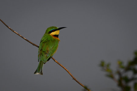 Little bee-eater with catchlight on slender boughの写真素材