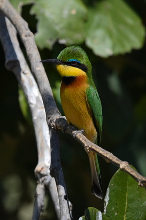 Little bee-eater with catchlight in leafy bushの写真素材