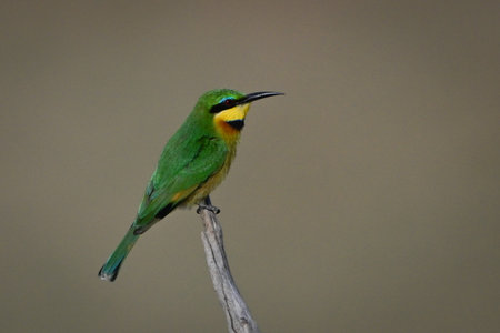 Little bee-eater on tree stump in profileの写真素材