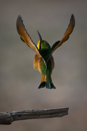 Little bee-eater taking off vertically from branchの写真素材
