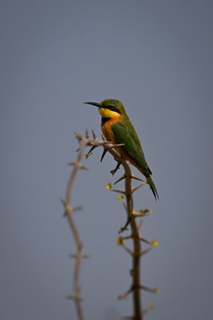Little bee-eater on thorny branch watches cameraの写真素材