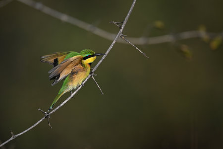 Little bee-eater takes off from curving boughの写真素材