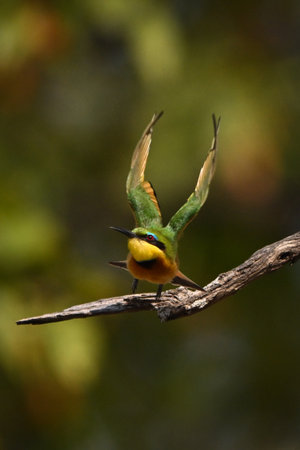 Little bee-eater taking off from bare boughの写真素材