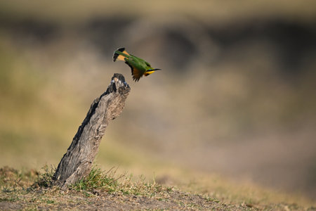 Little bee-eater takes off from diagonal stumpの写真素材