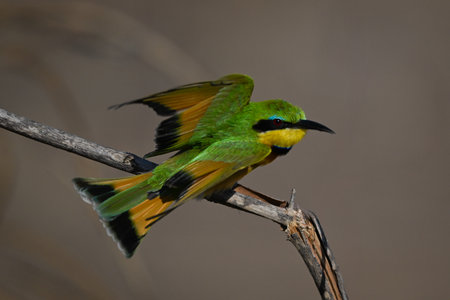 Little bee-eater takes off from broken boughの写真素材