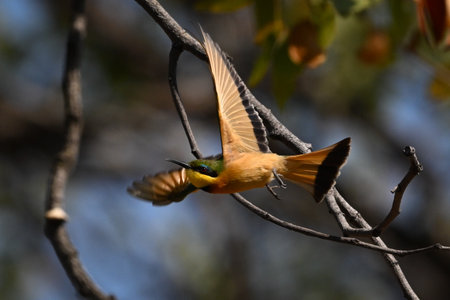 Little bee-eater spreads wings whilst taking offの写真素材