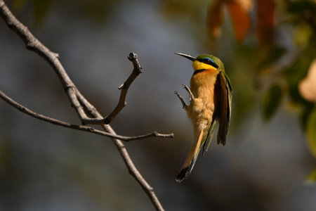 Little bee-eater stretches out feet for landingの写真素材
