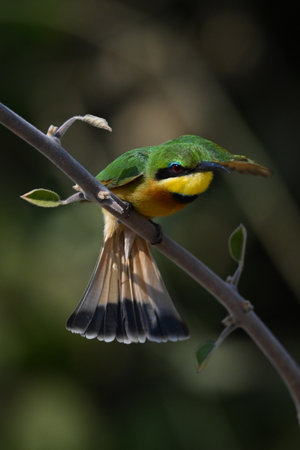 Little bee-eater takes off from leafy boughの写真素材