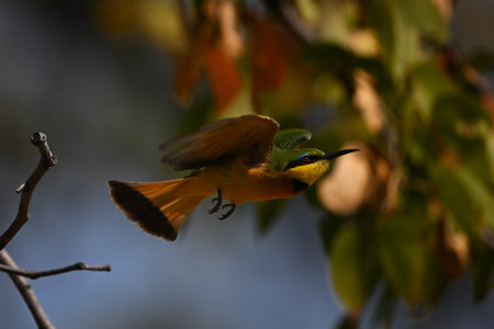 Little bee-eater takes off past leafy branchの写真素材