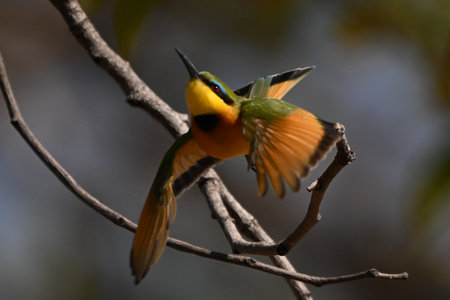 Little bee-eater spreading wings to take offの写真素材