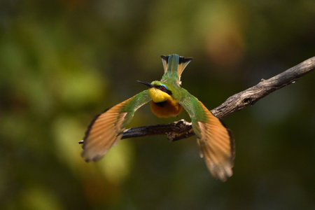 Little bee-eater takes off from bare boughの写真素材
