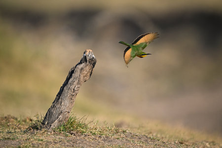 Little bee-eater takes off from dry stumpの写真素材