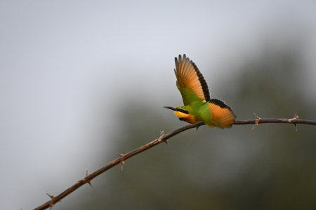 Little bee-eater takes off from thorny boughの写真素材