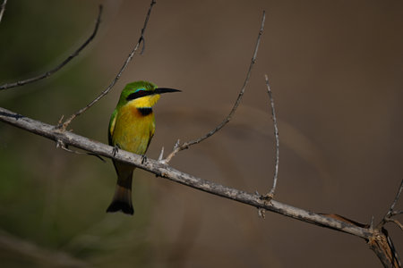 Little bee-eater turning head on diagonal branchの写真素材