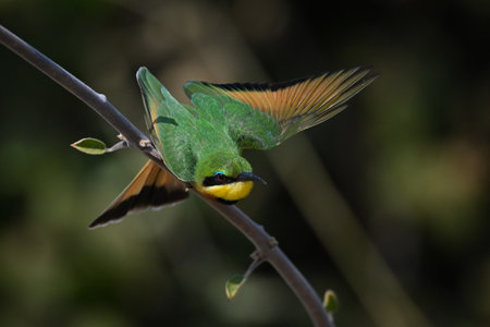 Little bee-eater taking off from leafy boughの写真素材