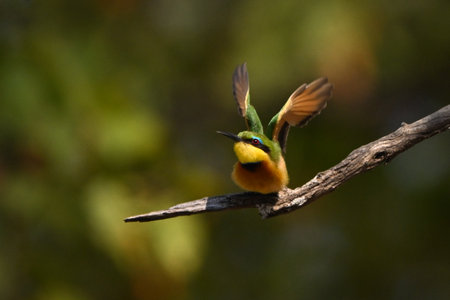 Little bee-eater taking off from dead treeの写真素材