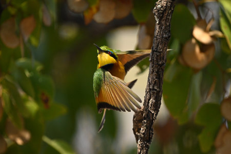Little bee-eater twists in mid-air taking offの写真素材