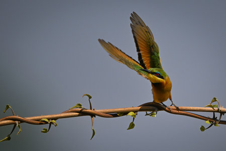 Little bee-eater takes off from twisted branchesの写真素材