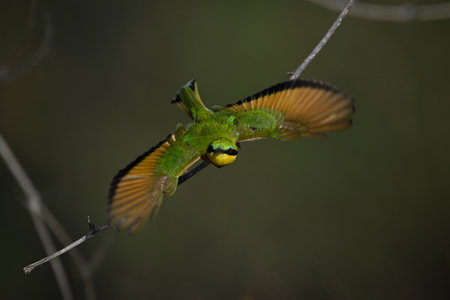 Little bee-eater takes off spreading blurred wingsの写真素材