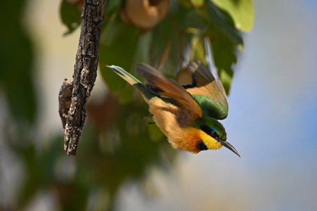 Little bee-eater takes off in dappled sunlightの写真素材