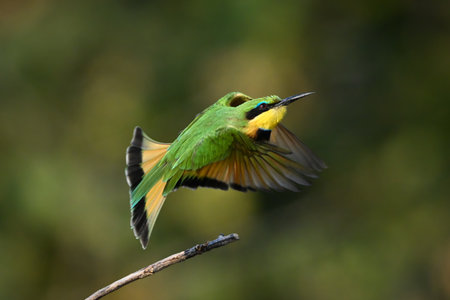 Little bee-eater takes off from thin boughの写真素材