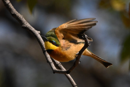 Little bee-eater takes off from curved boughの写真素材