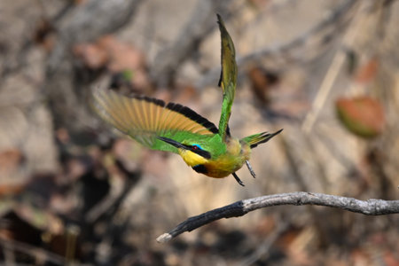 Little bee-eater taking off from dry boughの写真素材