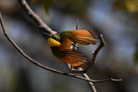 Little bee-eater taking off from bare branchの写真素材
