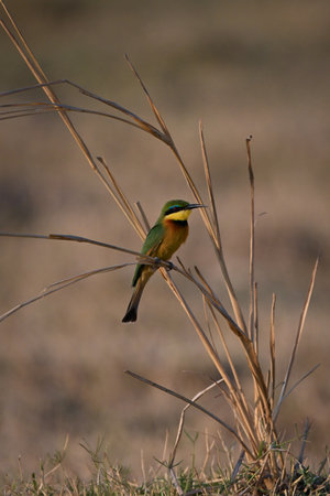 Little bee-eater weighing down curved grass stalkの写真素材