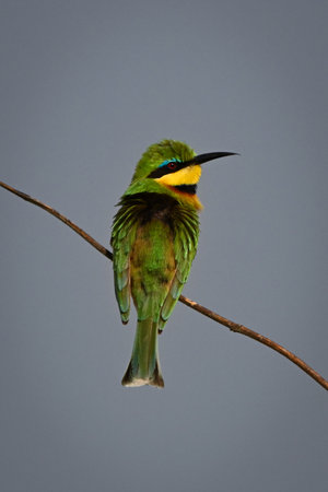 Little bee-eater turns head on diagonal twigの写真素材