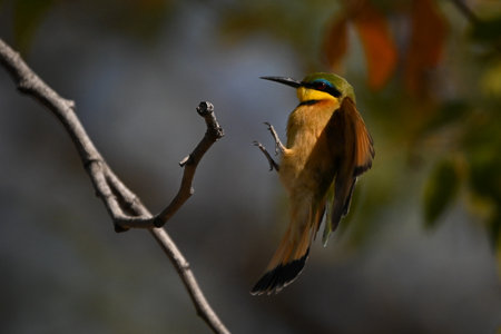 Little bee-eater stretches out feet while landing