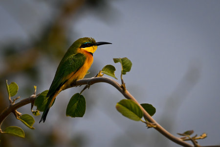Little bee-eater with catchlight on bent branchの写真素材