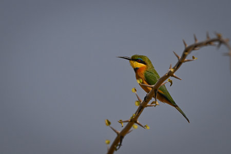 Little bee-eater on thornbush branch in profileの写真素材