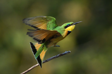 Little bee-eater takes off from slender boughの写真素材