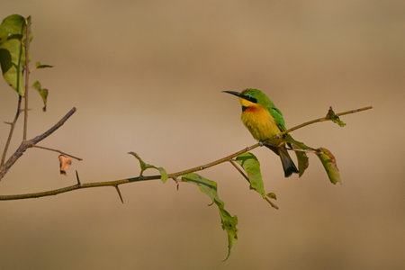 Little bee-eater with catchlight on leafy boughの写真素材