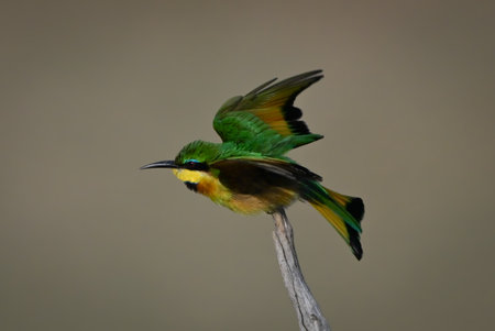 Little bee-eater taking off from tree stumpの写真素材