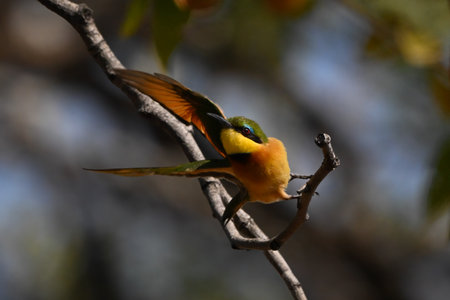 Little bee-eater takes off from bare branchの写真素材
