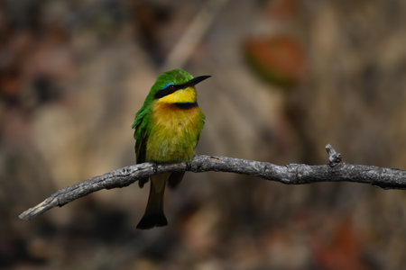 Little bee-eater with catchlight on dead twigの写真素材