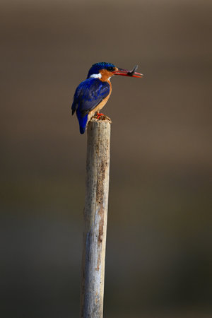 Malachite kingfisher carries insect on sawn-off postの写真素材