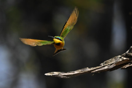 Little bee-eater with catchlight flies from stump