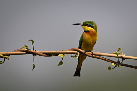Little bee-eater on twisted branches looks roundの写真素材