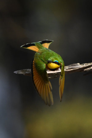Little bee-eater takes off from dry boughの写真素材