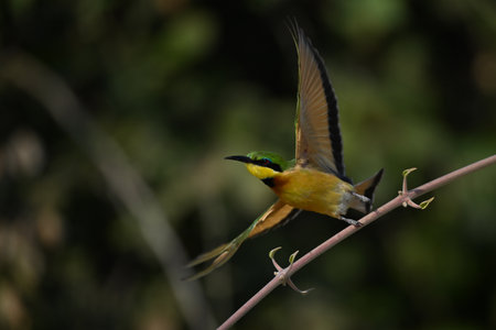 Little bee-eater takes off spreading wings wideの写真素材