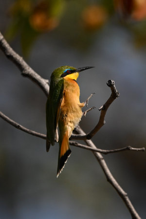 Little bee-eater stretches out feet to landの写真素材