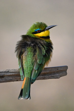 Little bee-eater turns toward camera from branchの写真素材