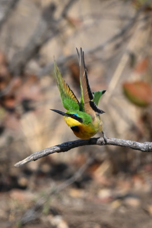 Little bee-eater taking off from dry twigの写真素材